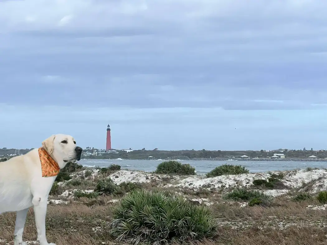 Dog-friendly area near Smyrna Dunes Park